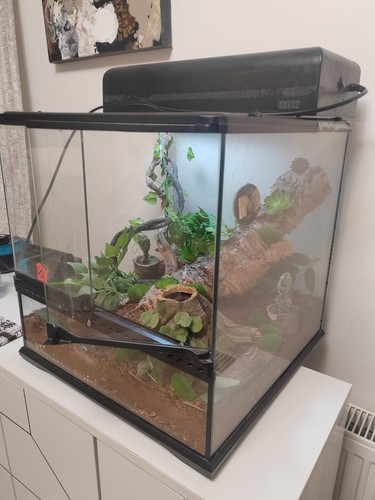 Vivarium reptile tortoise - reptile,