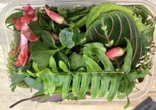 150g Fresh tortoise food