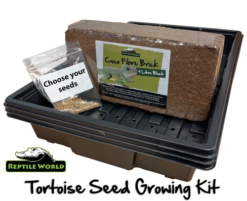 Reptile world tortoise seed - reptile,