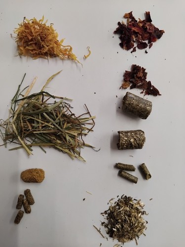 Tortoise food post samples - tortoise,