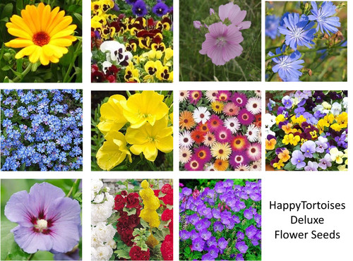 Deluxe tortoise flower seeds - tortoise,