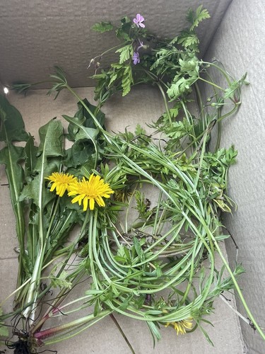 250g freshly foraged - 250g,