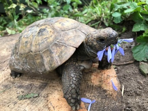 Large bag tortoise - large,