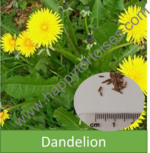 Deluxe tortoise weed seeds - deluxe,