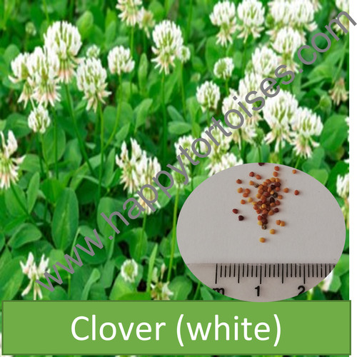 Deluxe tortoise weed seeds - deluxe,