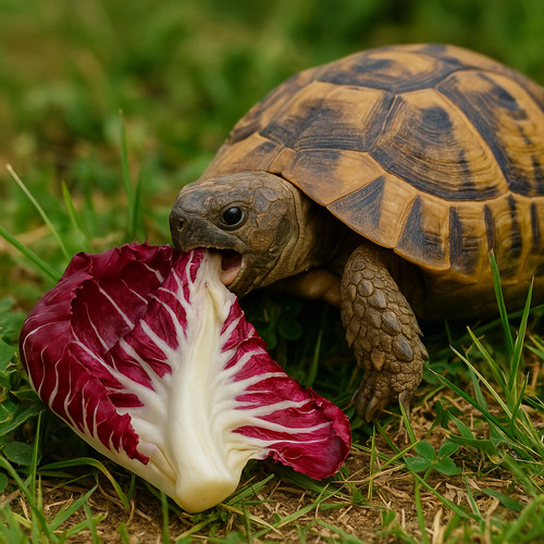 Chicory mix tortoise food - 50,