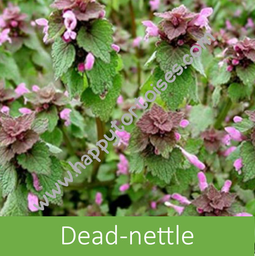 Deluxe tortoise weed - tortoise, |