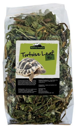 Reptile world tortoise leaf - reptile,