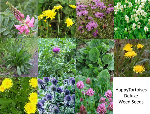 Deluxe tortoise weed seeds - seeds, |