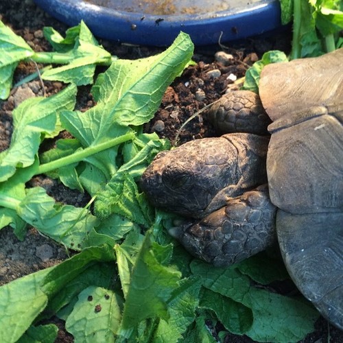 Dream tortoise food - -, bulk