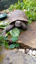 Tortoise post hibernation