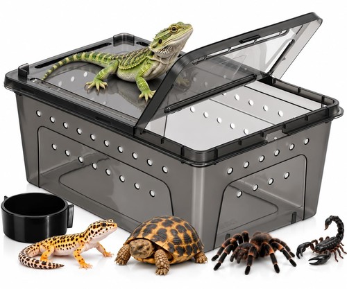 Reptile tank tortoise - reptile,