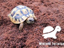 Tortoise substrate / bedding /