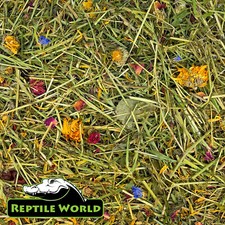 Reptile World Tortoise Edible