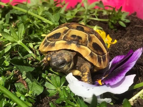 Large bag tortoise food mix - bag,