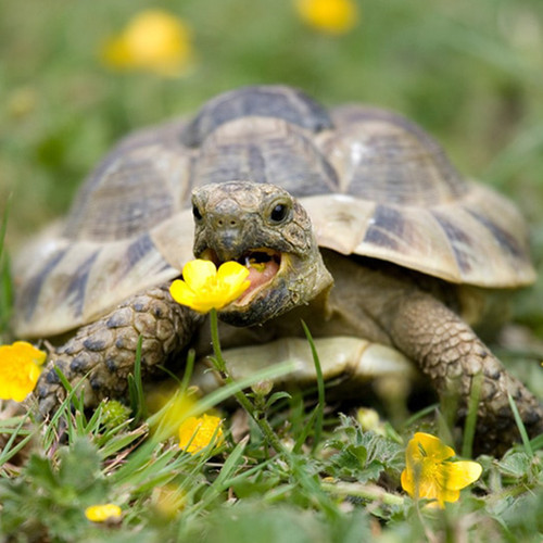 100 complete mix tortoise - complete,