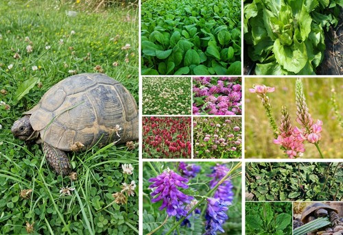 Tortoise food seed - mix, |