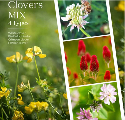 Clover seeds tortoise food - seeds,