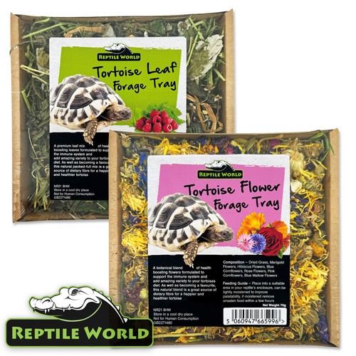 Reptile world tortoise - tortoise, forage