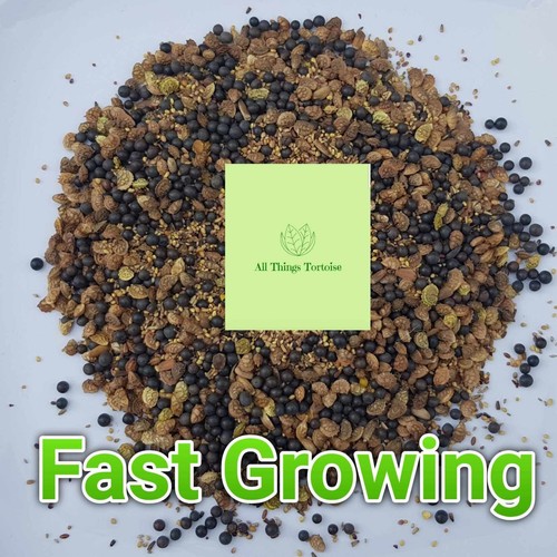Tortoise fast growing food - tortoise,