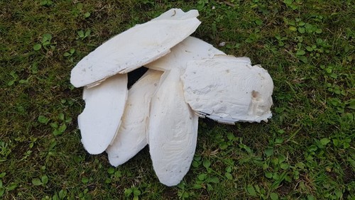 Tortoise cuttlefish pieces