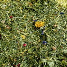 *Tortoise Edible Bedding Food