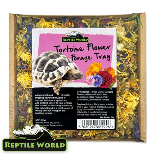 Reptile world tortoise forage - reptile,