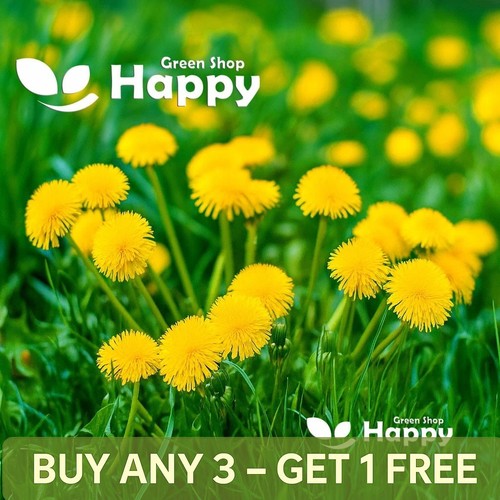 Dandelion 2000 seeds - seeds,
