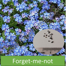 Deluxe Tortoise Flower Seeds |